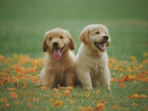 Top Pet Product Distributors in the USA for Amazon Sellers (2025 Guide)